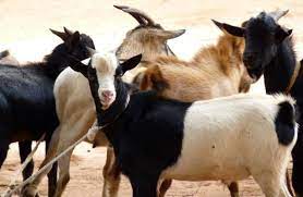 Goat Meat